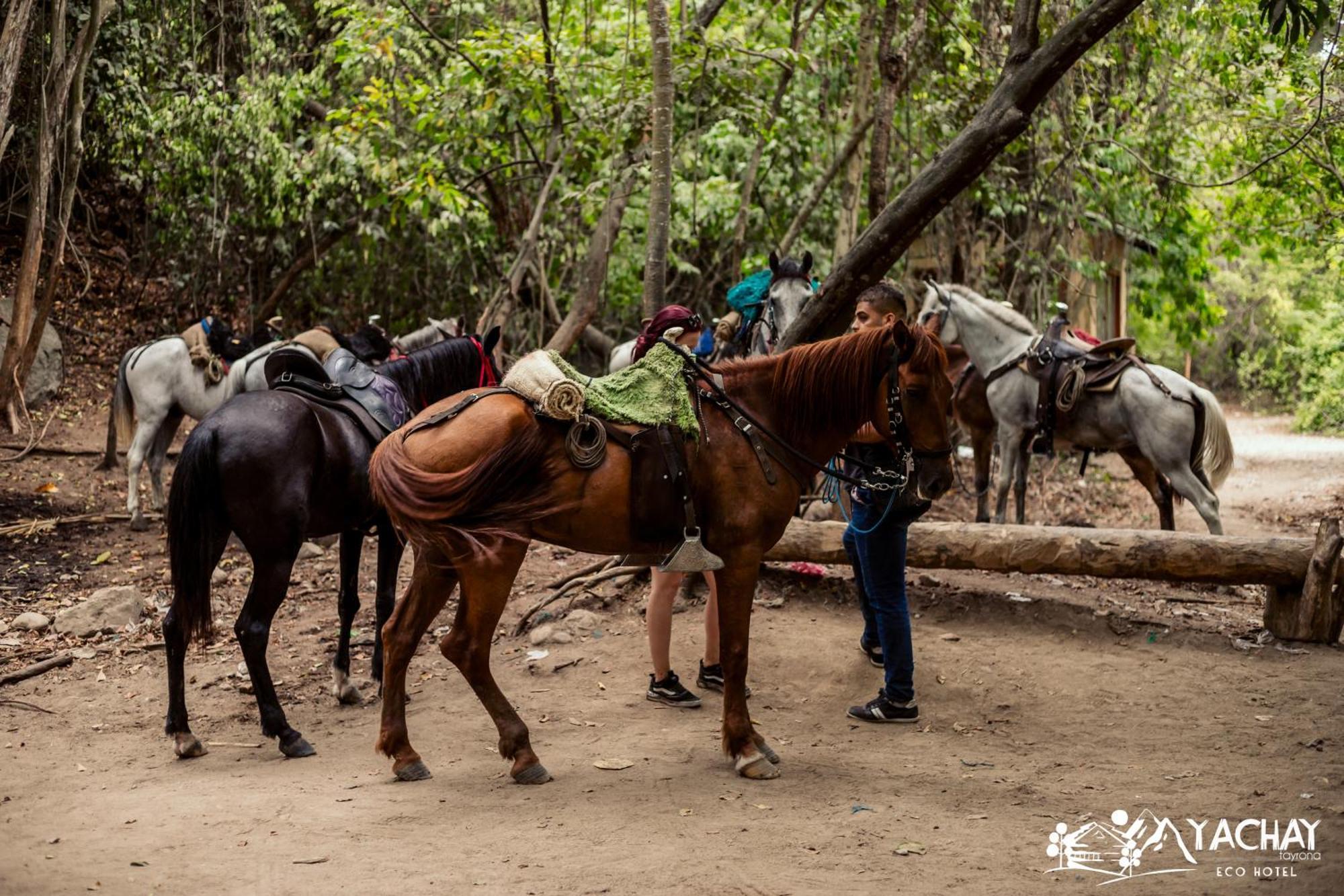 Ecohotel Yachay Tayrona Dentro Del Parque Tayrona 埃尔扎伊诺 外观 照片